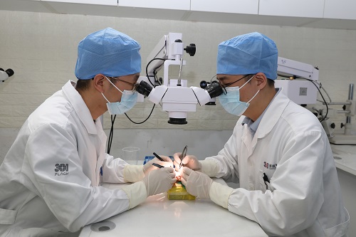 显微外科青年医生正在显微镜下练习缝合鸡翅上的血管，不断夯实基本功。鞠文富摄影。
